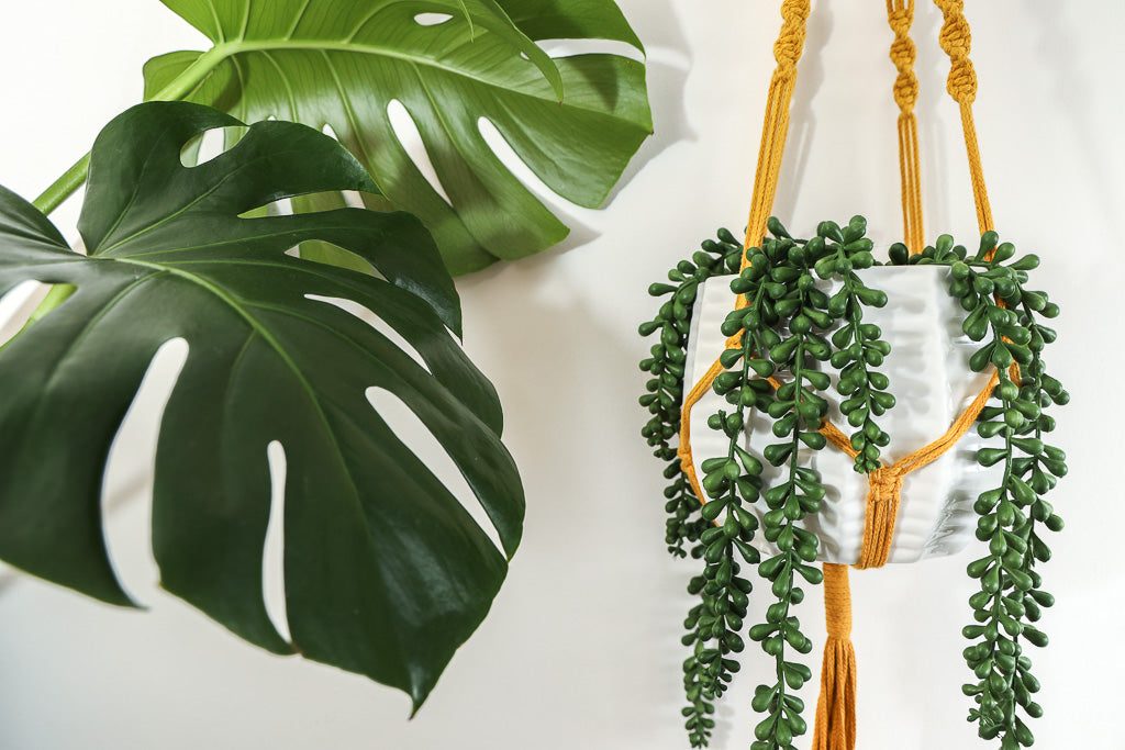 A Mustard hanger houses a white pot with a string of pearls plant