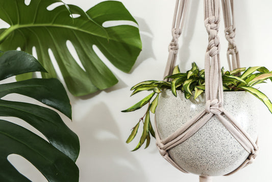 8 Plants & Macrame Plant Hanger Ideas