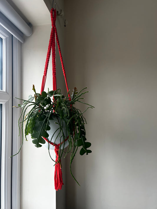Macrame Plant Hanger Coral
