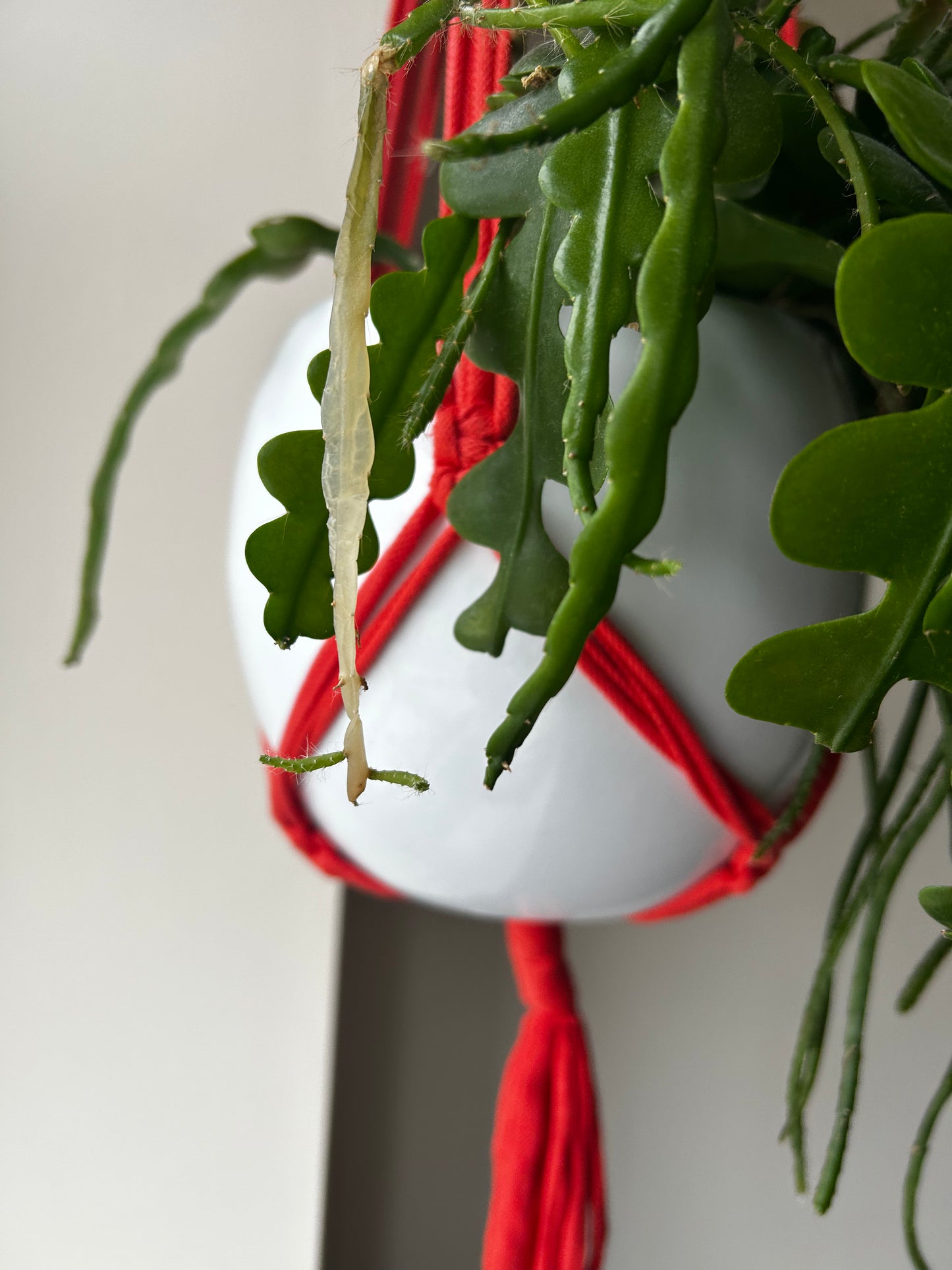 Macrame Plant Hanger Coral