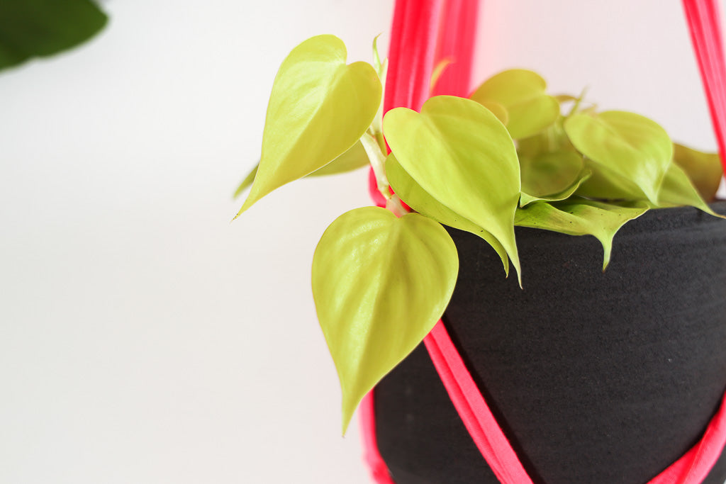 Buy Online Premium Quality and Beautiful Macrame Plant  Hanger -Neon Pink Limited Collection - Hotpinkhangers